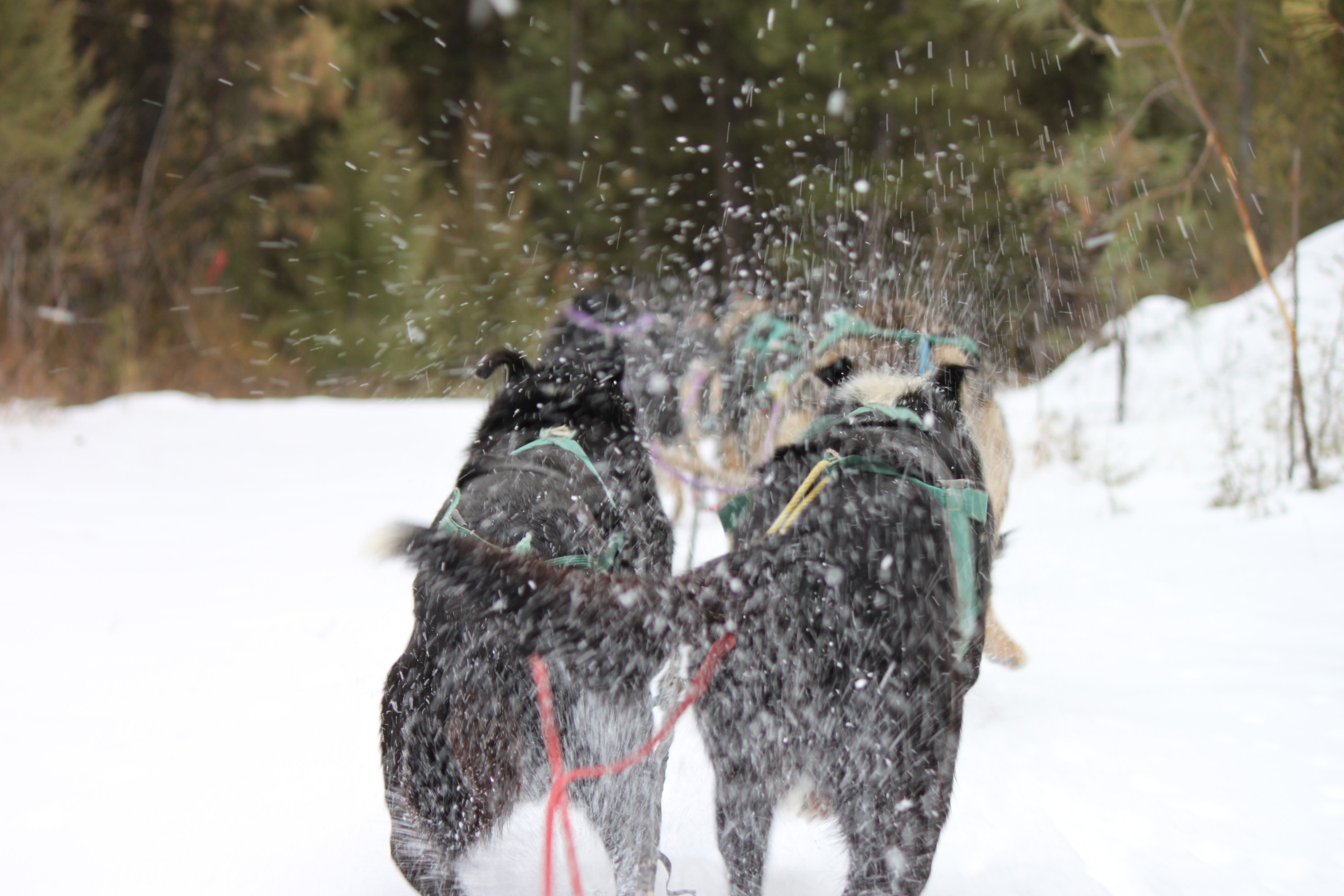 Dogsleddingdecember 172